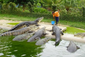langkawi-crocodile-farm-pantai-kok-attractions